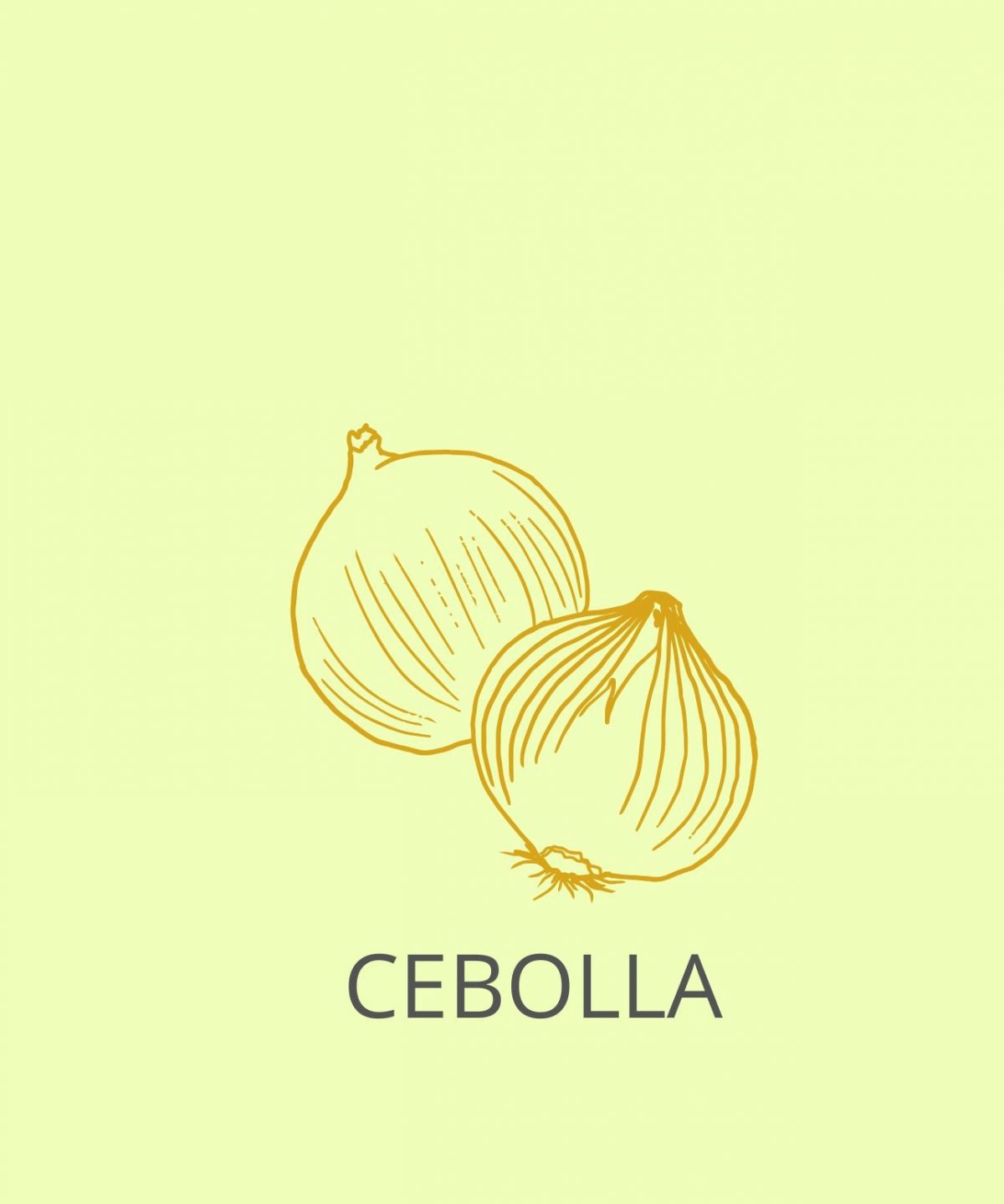 CEBOLLA